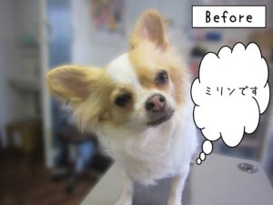 よろしくチワワ