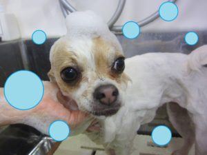 シャンプーチワワ