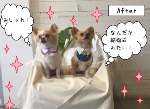 仕上がりチワワ