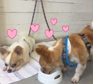 いっしょにごはん