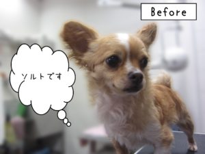 よろしくチワワ