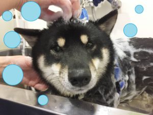 シャンプー豆柴