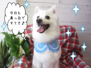 仕上がりスピッツ