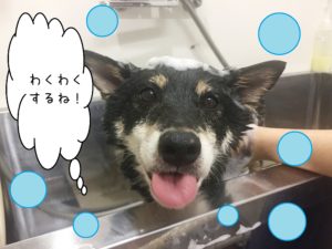 シャンプーしば