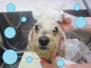 シャンプーミックス