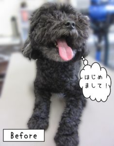 よろしくトイプー