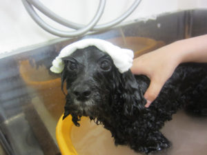 お風呂トイプー