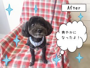 仕上がりトイプー