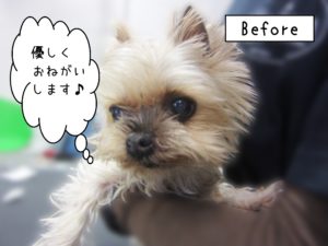 よろしくヨーキー