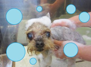 シャンプーヨーキー