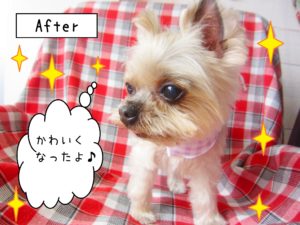 仕上がりヨーキー