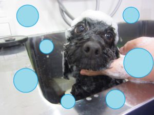 シャンプートイプー