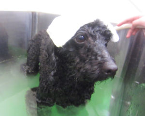 お風呂トイプー