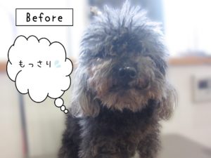 よろしくトイプー