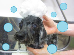 シャンプートイプー