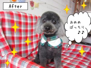 仕上がりトイプー