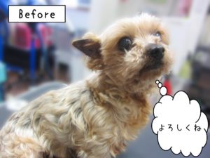 よろしくヨーキー