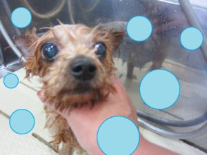 シャンプーヨーキー