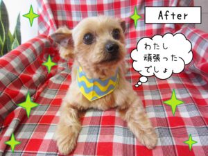 仕上がりヨーキー