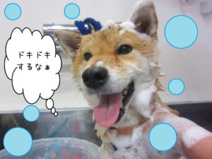 シャンプーしば