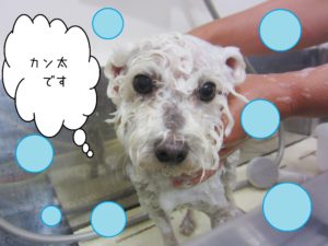 シャンプートイプー