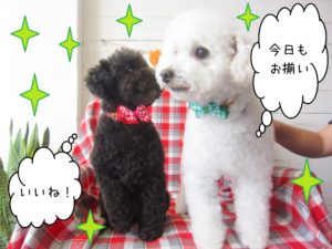 仕上がりトイプー