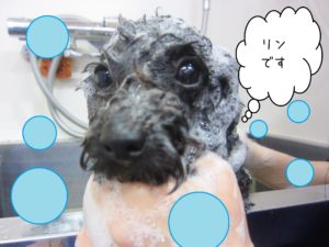 シャンプートイプー