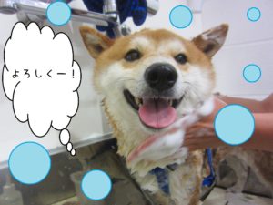 シャンプーしば