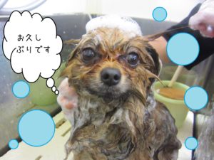 シャンプーポメ