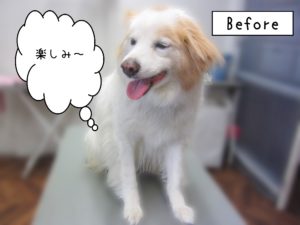 よろしくミックス