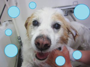 シャンプーミックス