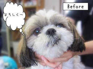 よろしくシーズー