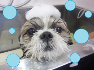 シャンプーシーズー