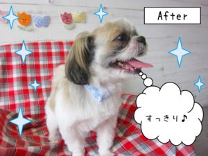 仕上がりシーズー