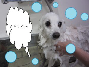 シャンプースピッツ