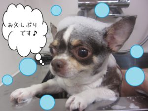シャンプーチワワ