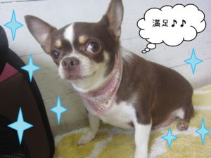 よろしくチワワ