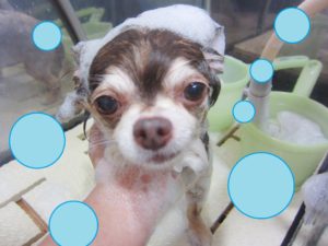 シャンプーチワワ