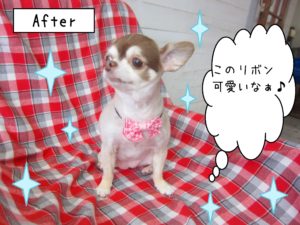 仕上がりチワワ