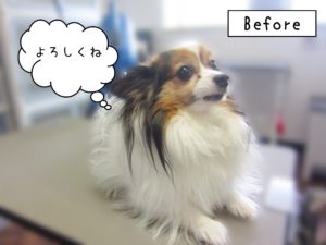 よろしくパピヨン