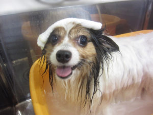 お風呂パピヨン