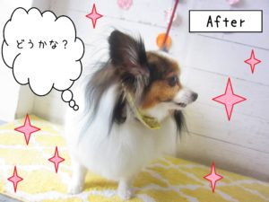 仕上がりパピヨン