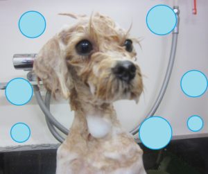 シャンプーミックス