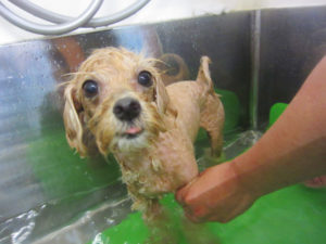 お風呂ミックス