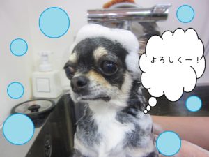 シャンプーチワワ