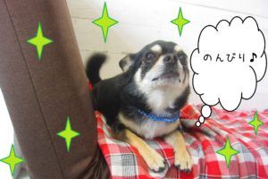 仕上がりチワワ