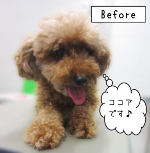 よろしくトイプー