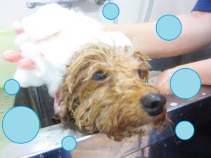 シャンプートイプー