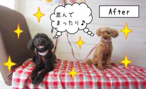 仕上がりトイプー