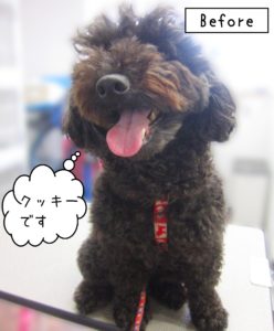 よろしくトイプー